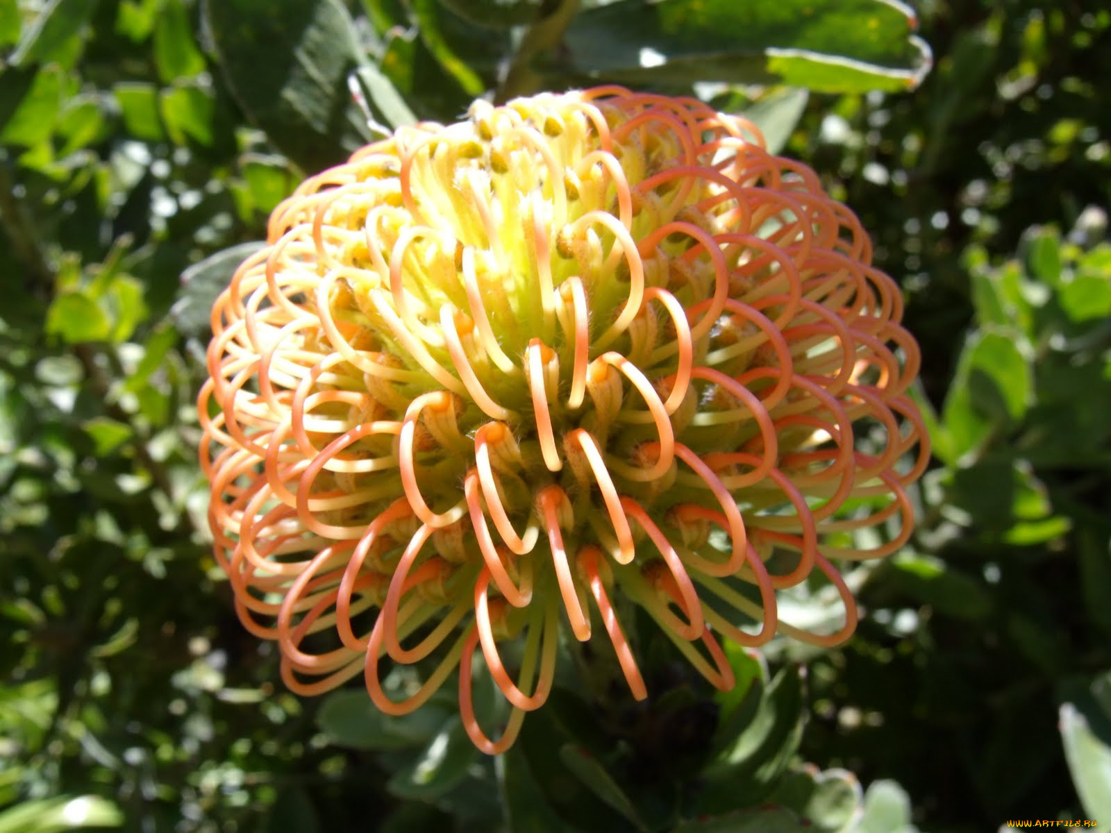 Необычные тропические цветы